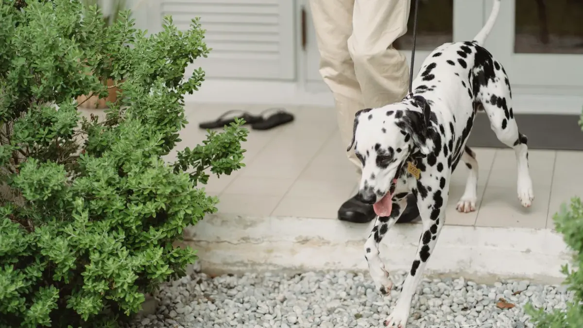 A senior dog pausing partway down a set of porch steps