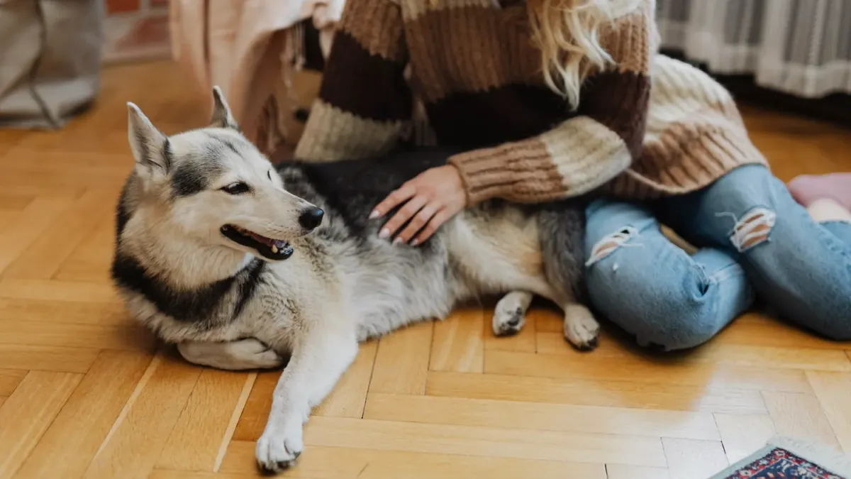 A senior dog stretching its front legs on a wood floor before getting up