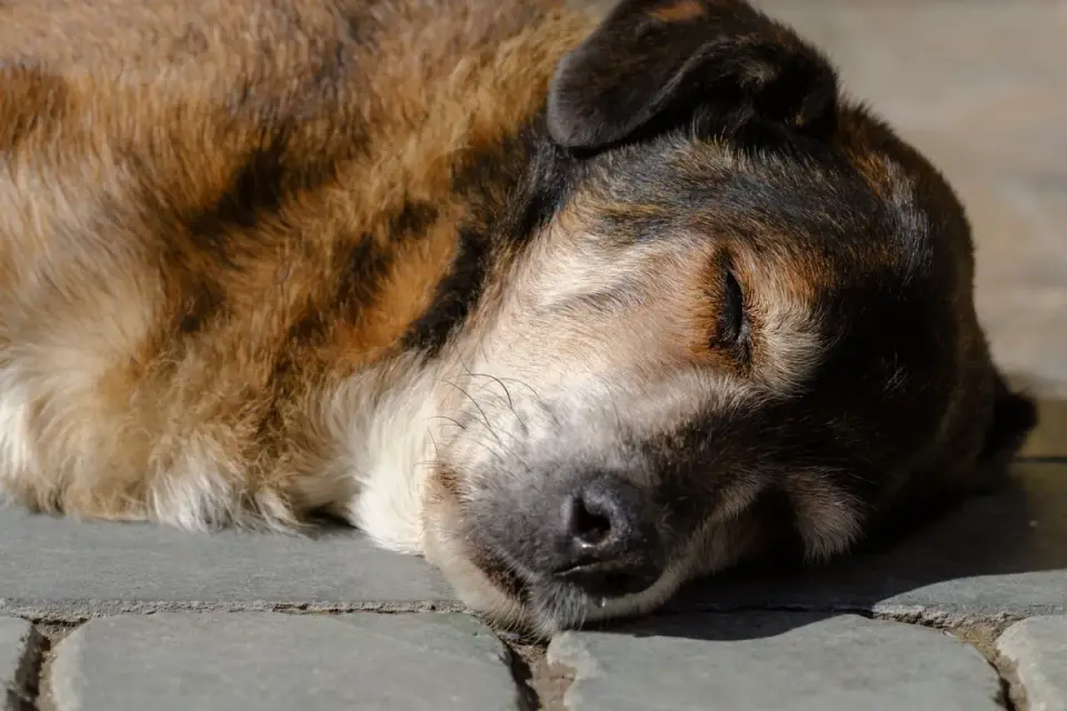 A senior dog with a graying muzzle resting calmly in a shaded yard