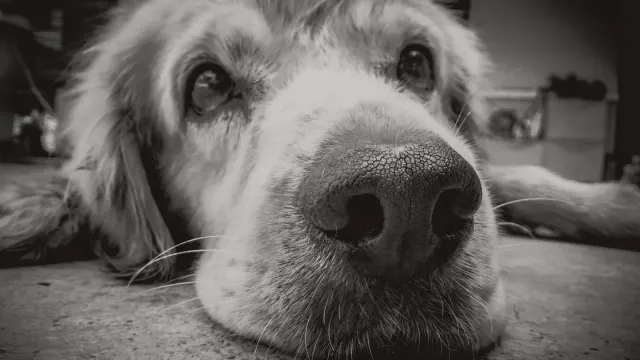 A senior golden retriever resting on a kitchen floor while an owner crouches nearby