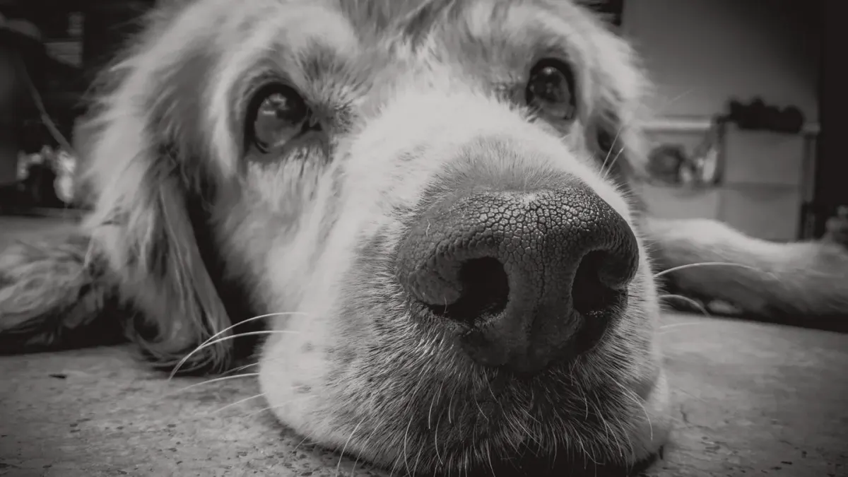 A senior golden retriever resting on a kitchen floor while an owner crouches nearby