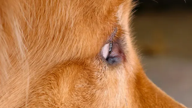 A senior golden retriever standing calmly on a veterinary exam table while a vet's hands rest along its spine