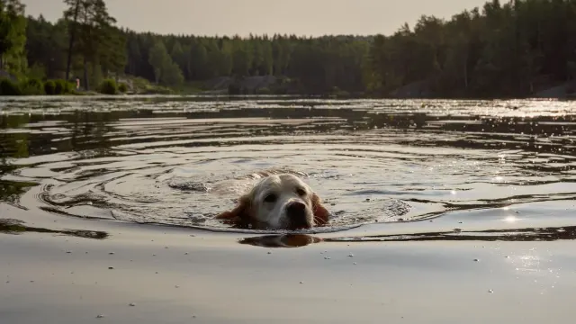 A senior golden retriever wearing a life vest while swimming in a pool