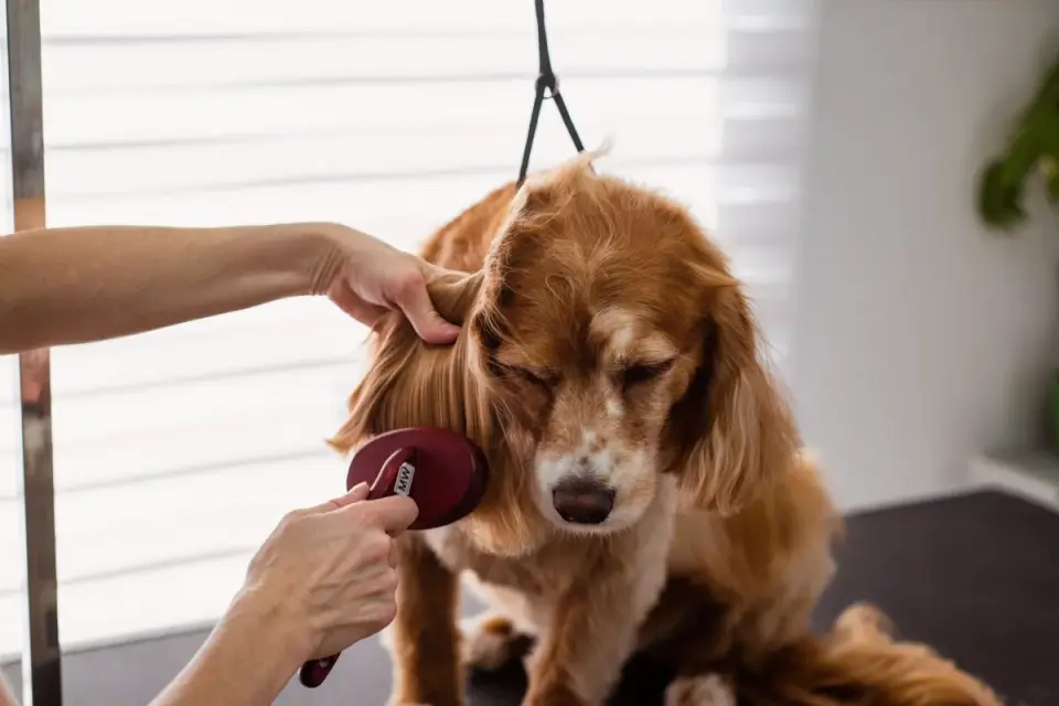 A short-haired Boxer dog being brushed with a bristle brush