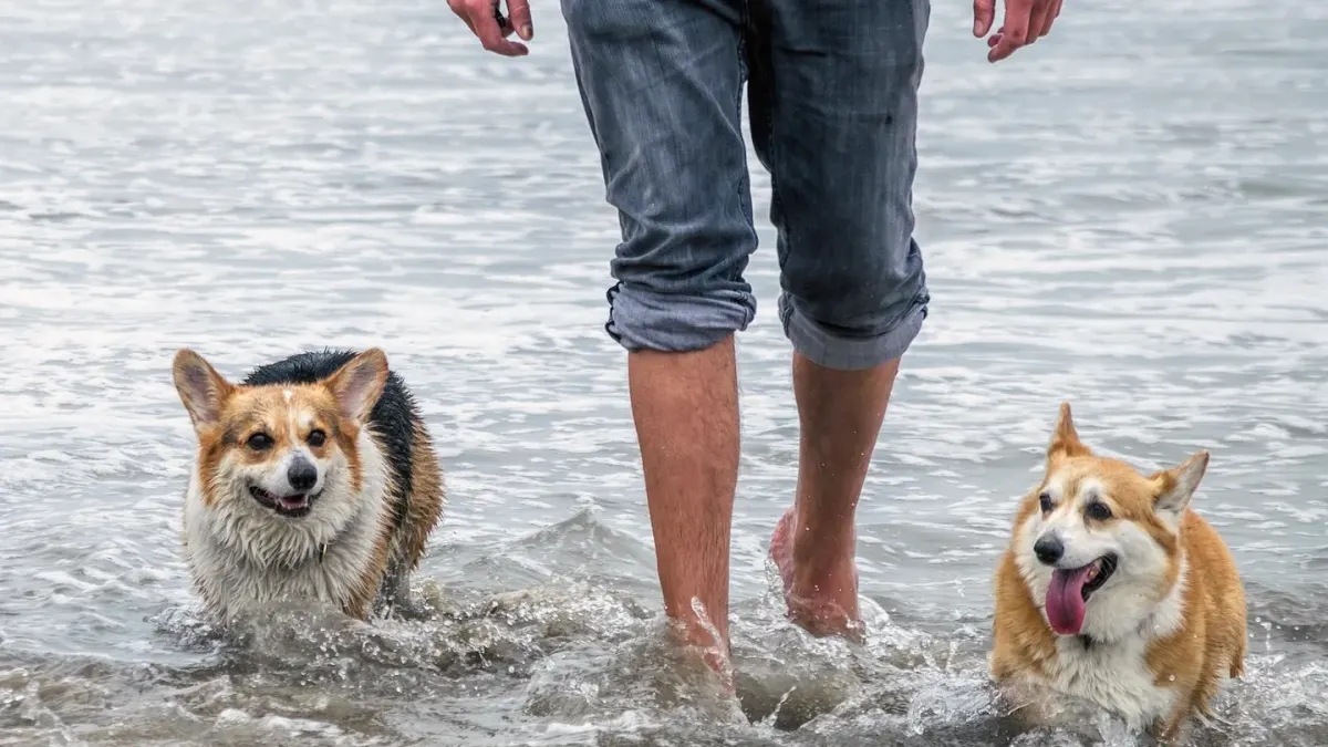 A short-tailed Pembroke Welsh Corgi and a longer-bodied, tailed Cardigan Welsh Corgi standing together on grass