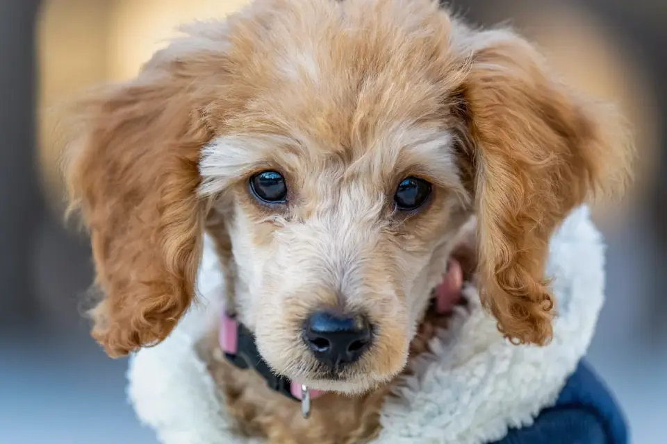 A slicker brush being drawn through a curly poodle coat close to the skin