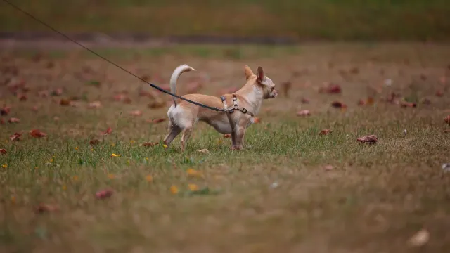 A small Chihuahua and a large Great Dane standing together on grass