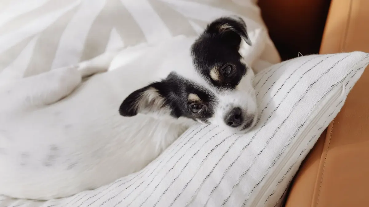 A small dog lying calmly on a rug near a plug-in diffuser