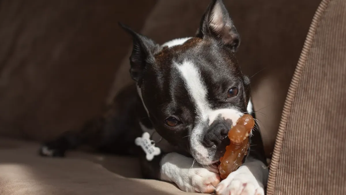 A small dog lying on a couch calmly chewing a soft treat