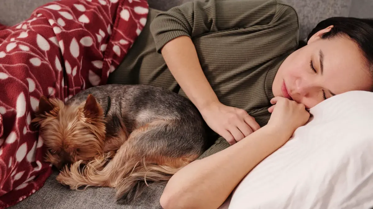 A small dog lying relaxed on a couch blanket in soft afternoon light