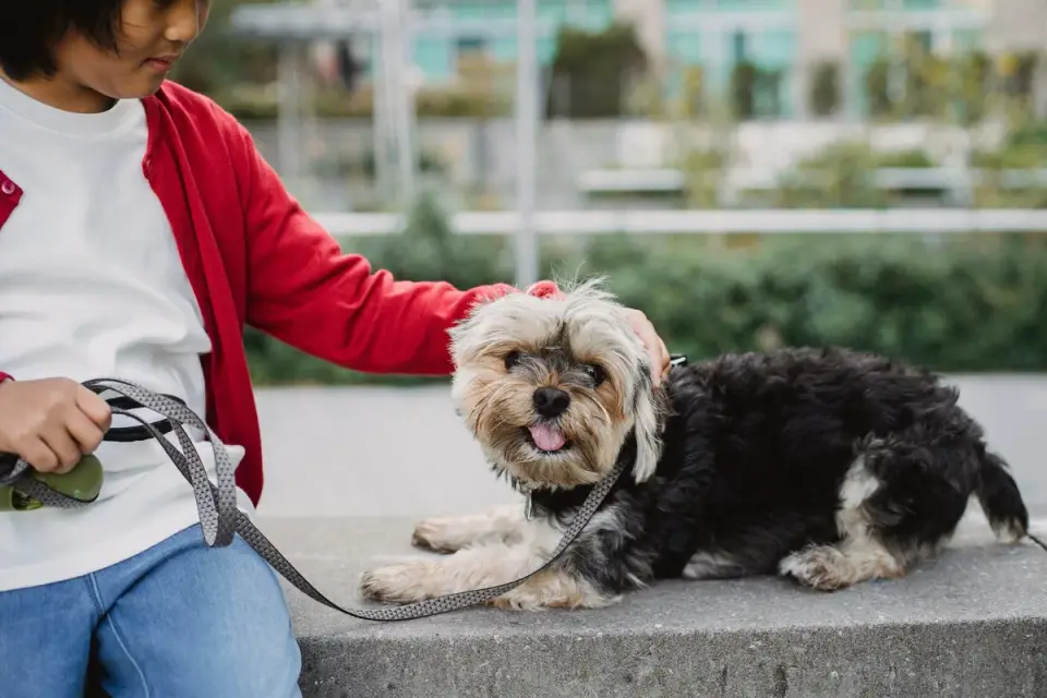 A small dog lying relaxed on a towel while an owner uses a nail grinder