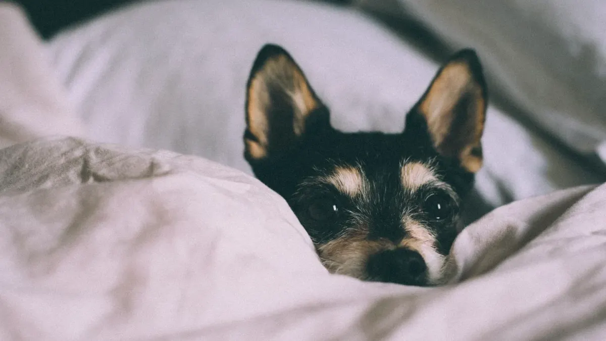 A small dog partially hidden under a blanket on a couch