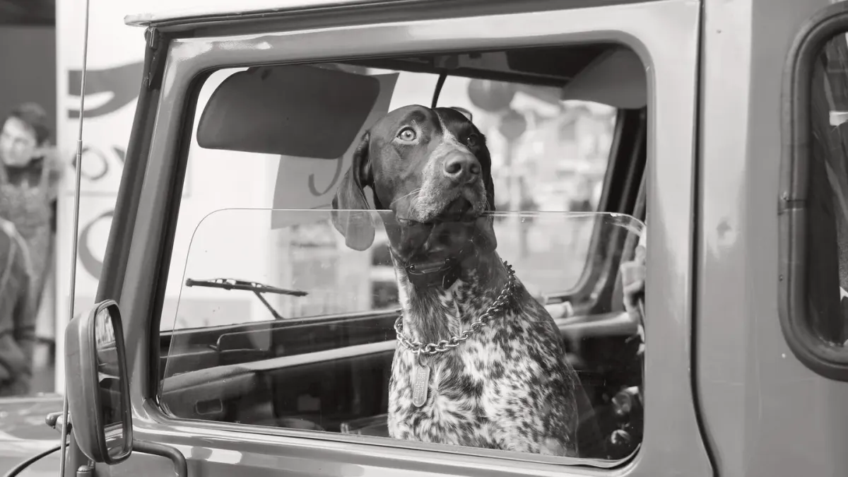 A small dog resting its chin on a car door, looking out the window during a drive