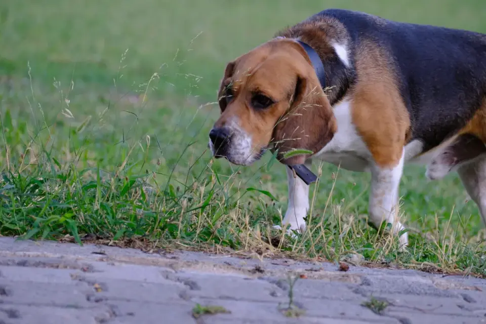 A small dog sniffing a cluster of wild mushrooms growing in grass