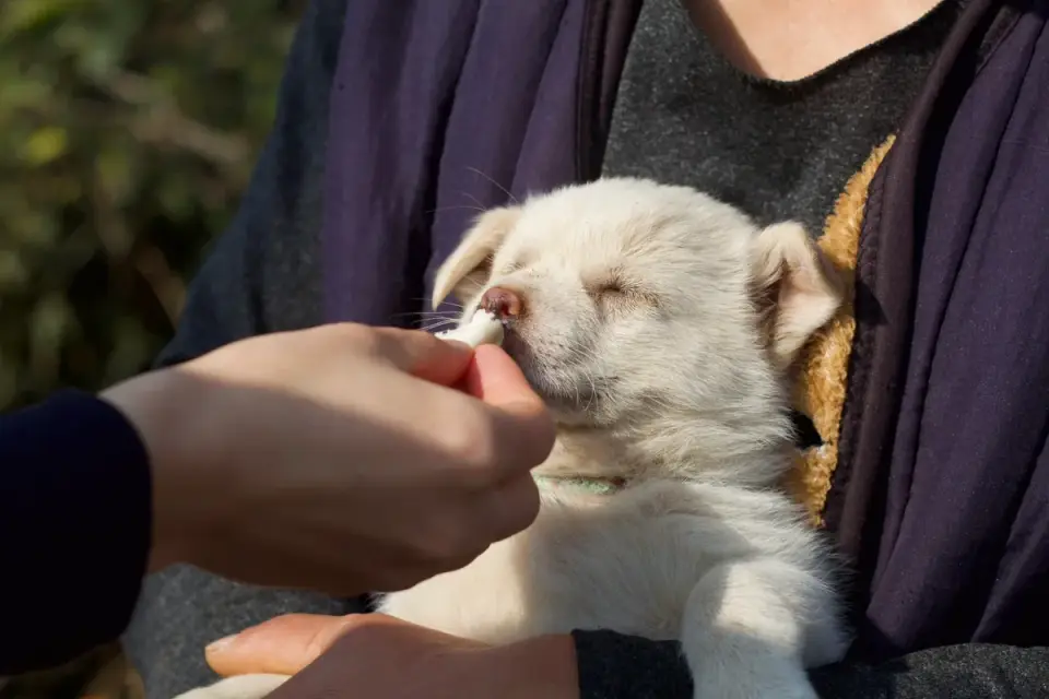 A small dog taking a single blueberry from an owner&#x27;s open hand