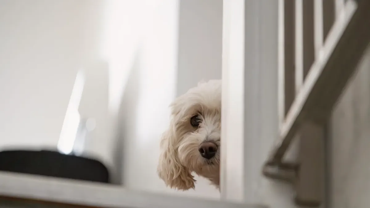 A small dog trailing close behind its owner as they walk from the kitchen into a hallway