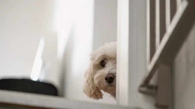 A small dog trailing close behind its owner as they walk from the kitchen into a hallway
