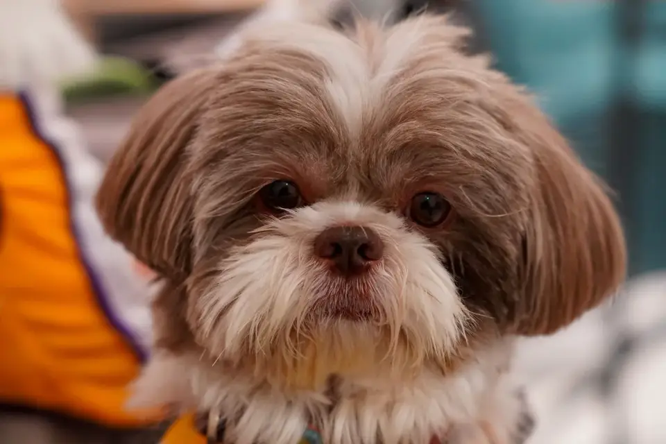 A small puppy standing on an indoor puppy training pad