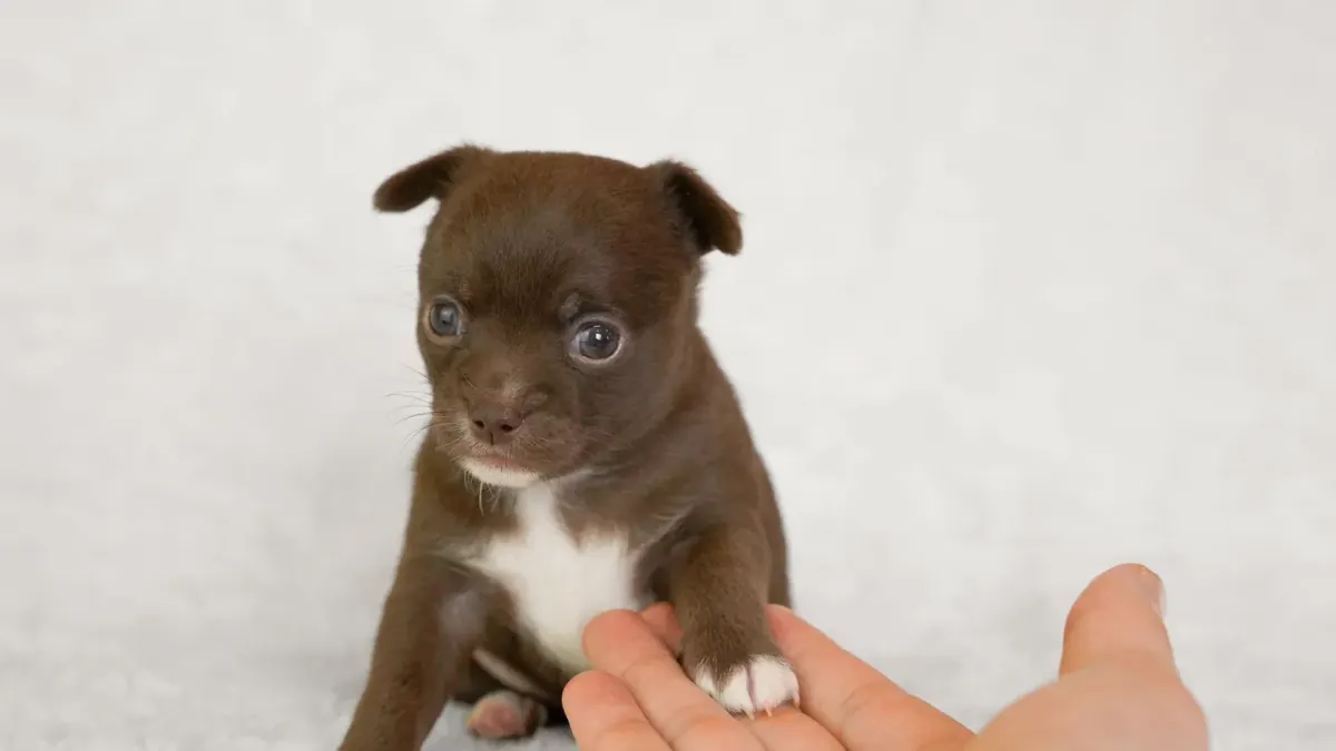 A small tan Chihuahua puppy standing at an open doorway looking outside