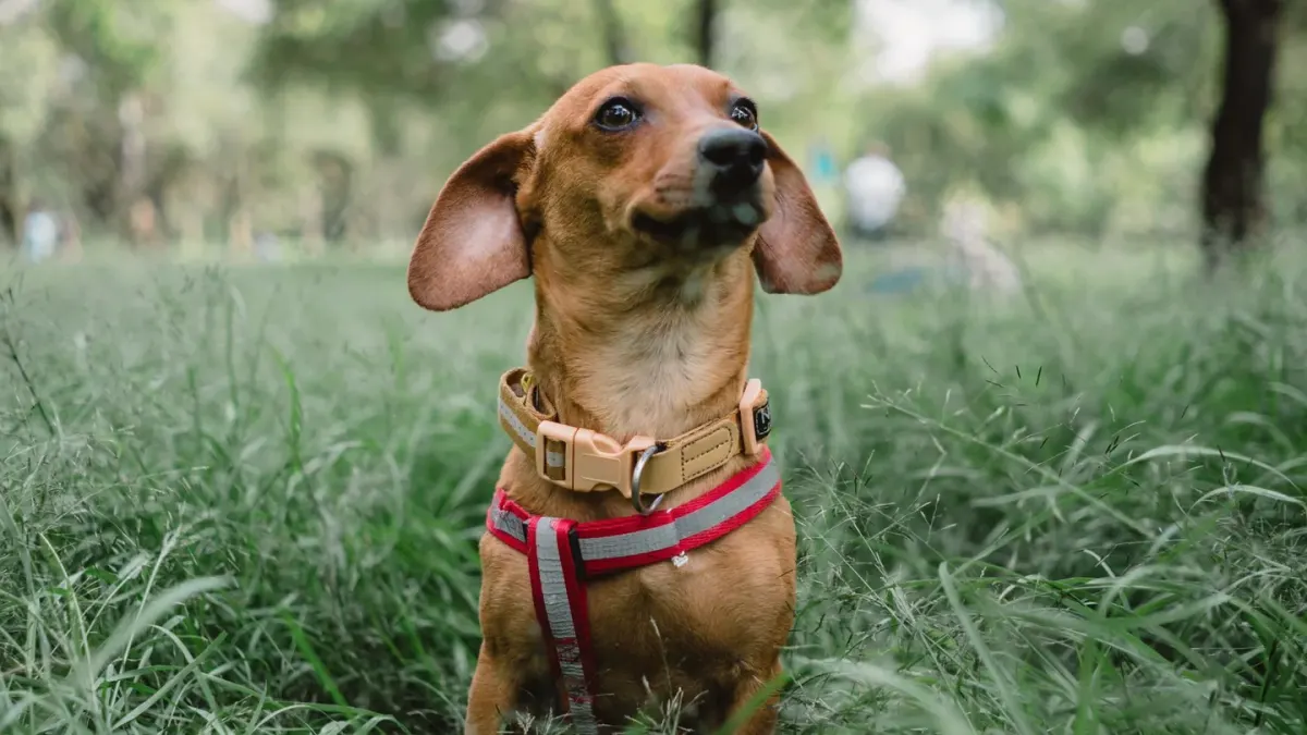 A standard-sized dachshund and a smaller miniature dachshund standing side by side outdoors