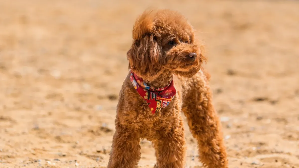 A toy poodle and miniature poodle standing side by side on short grass, showing the clear size difference