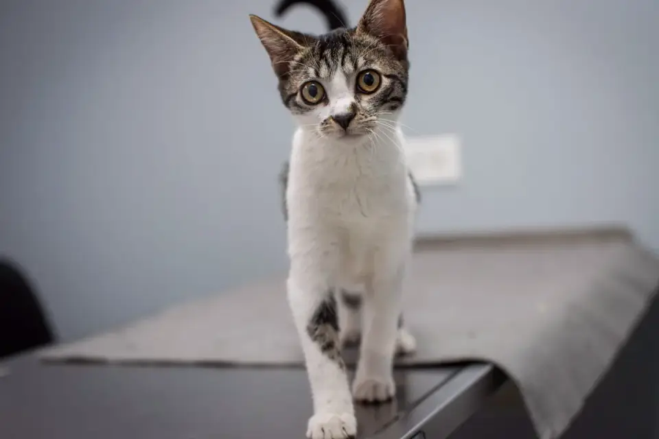 A veterinarian gently examines a dog that appears tense on the exam table