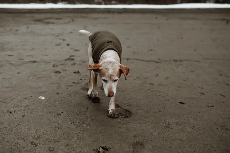 A veterinarian gently examining an older dog&#x27;s hind legs during a checkup