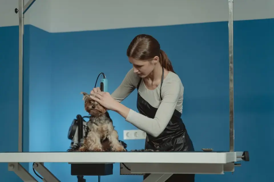 A veterinarian gently examining a nervous dog during an office visit