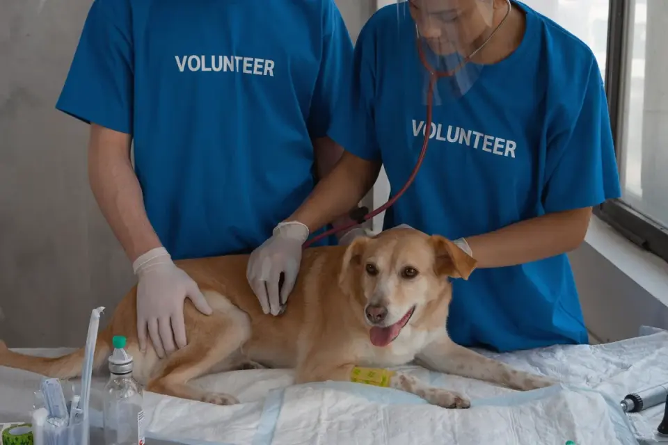 A veterinarian gently examining a nervous dog on an exam table