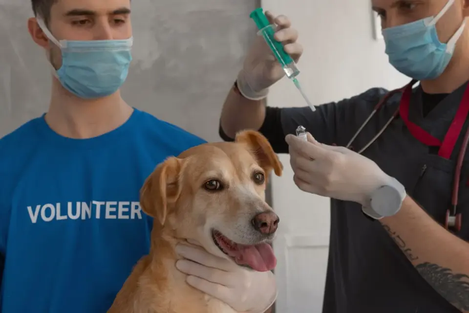 A veterinarian gently examining a small dog on an exam table