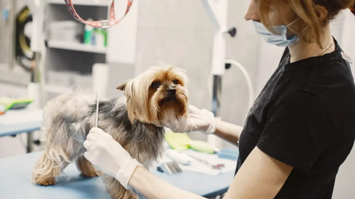 A veterinarian gently examining a small dog resting on a towel-covered exam table