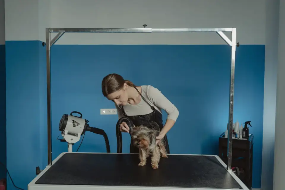 A veterinarian gently examining a small long-haired dog on an exam table
