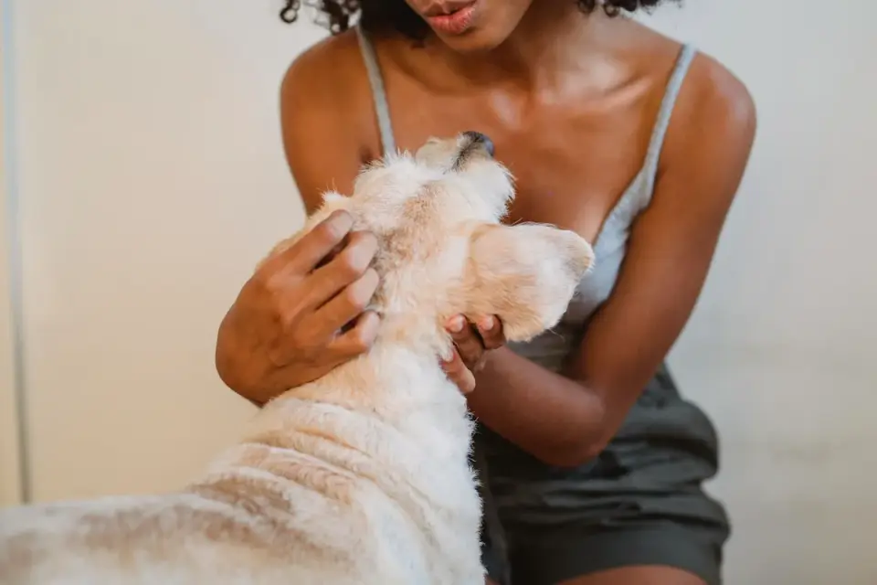 A veterinarian gently palpating a dog&#x27;s abdomen during a wellness exam