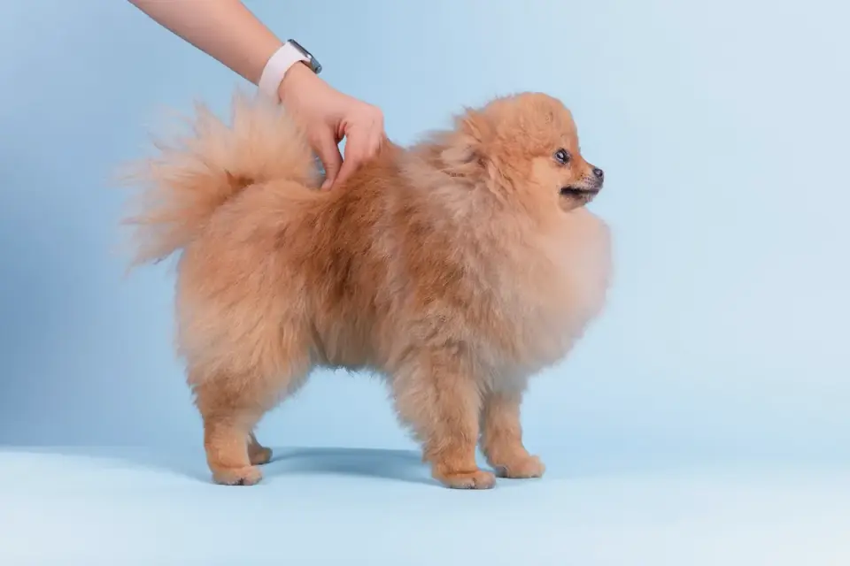 A veterinarian gently palpating a puppy&#x27;s hind legs during a wellness exam