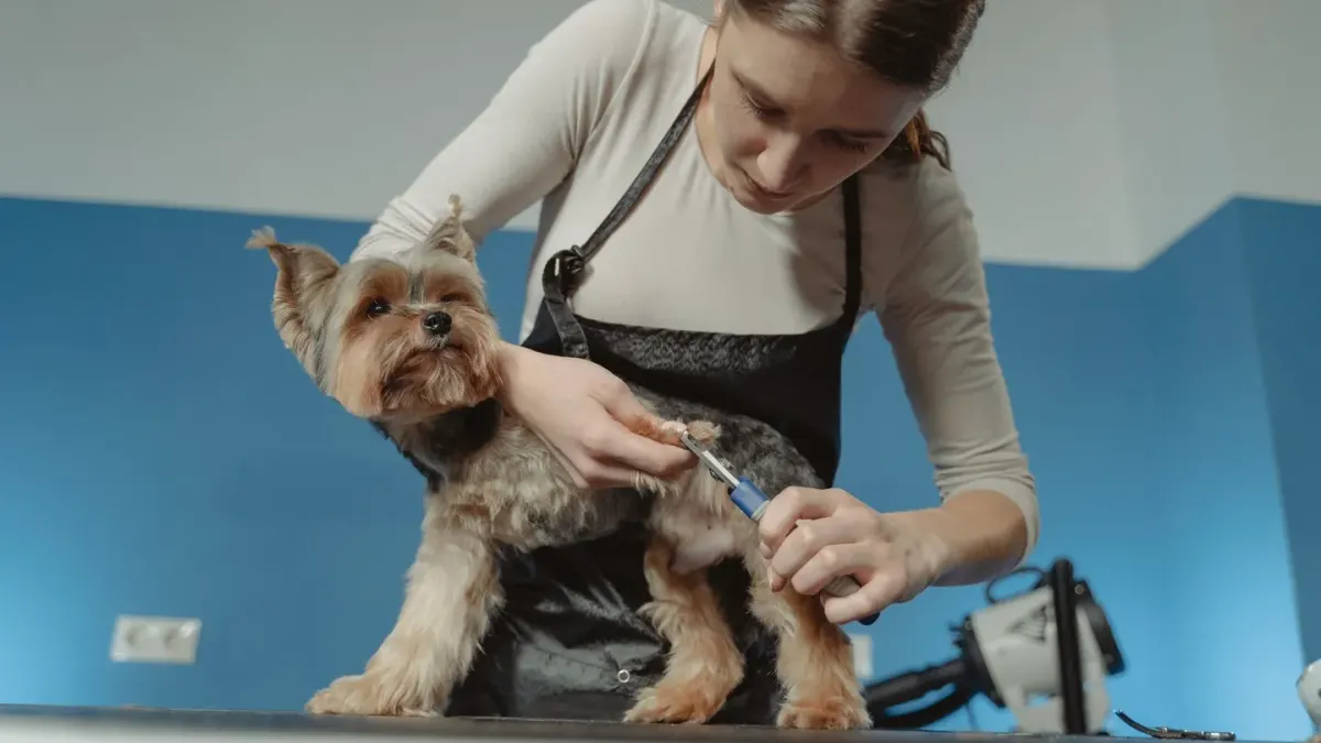 A veterinarian gently trimming a dog's front paw nail during a grooming session