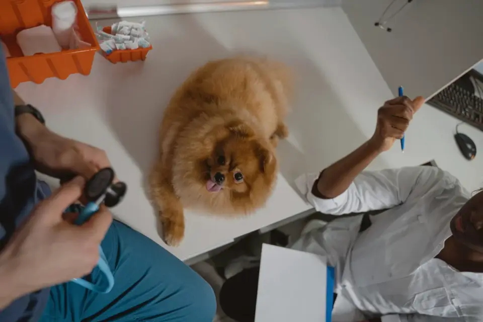 A veterinarian palpating a dog's abdomen during a wellness check