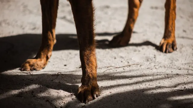 A veterinarian palpating a dog's hind limb during a physical exam