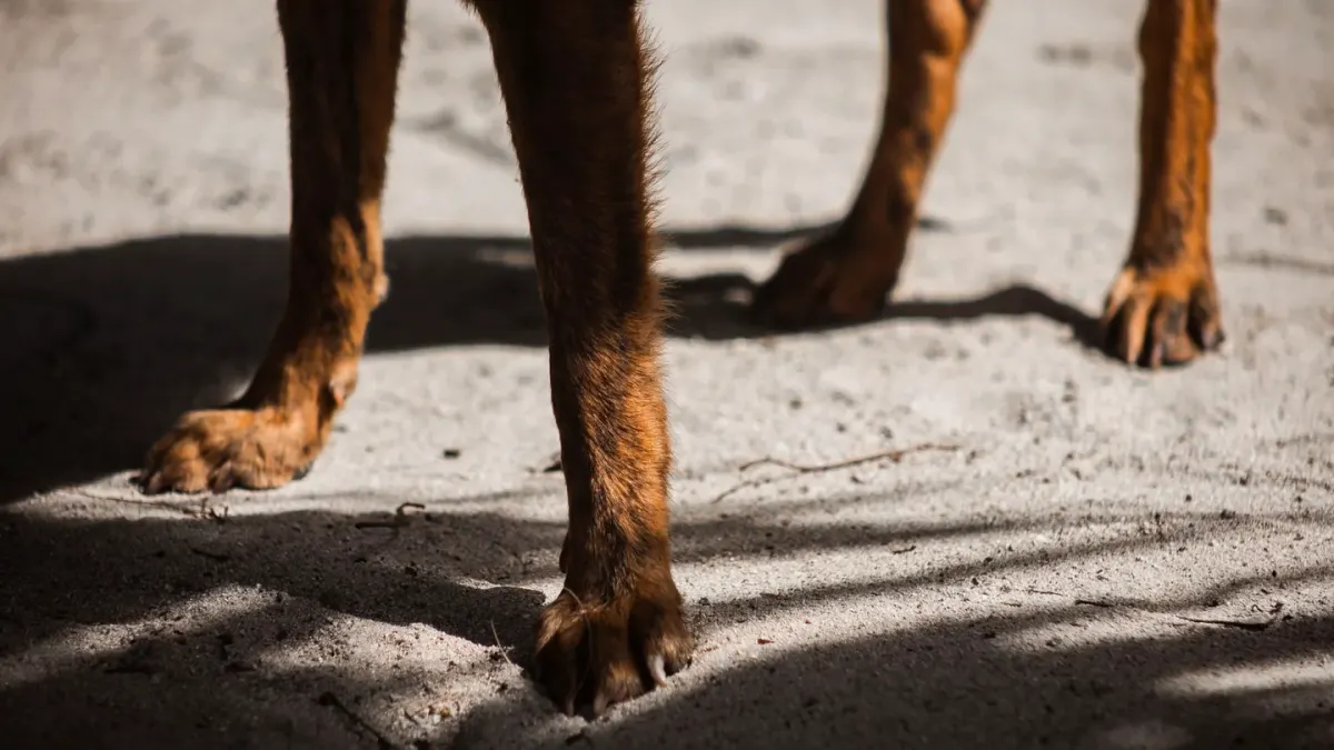 A veterinarian palpating a dog's hind limb during a physical exam
