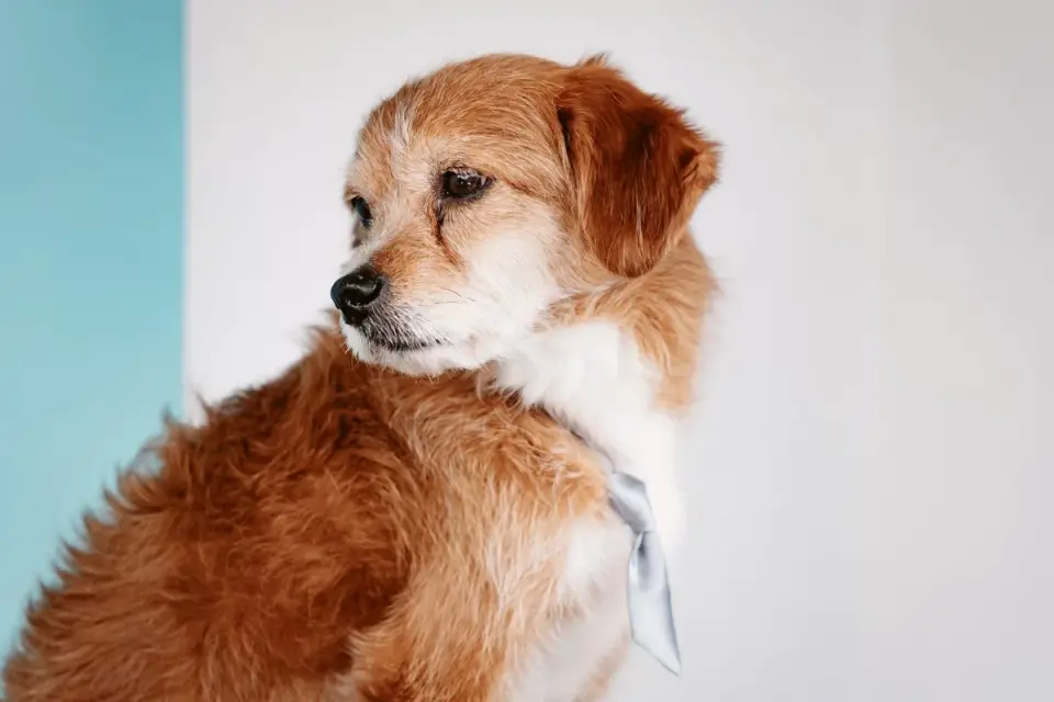 A veterinarian&#x27;s hands palpating along the spine of a senior dog during a muscle condition assessment
