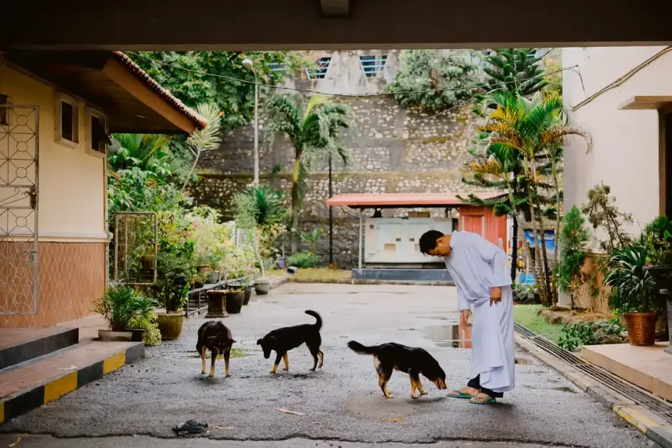 A veterinarian watching two dogs interact in a clinic hallway