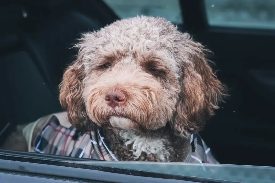 A wavy-coated Goldendoodle puppy beside a tightly curled Poodle puppy