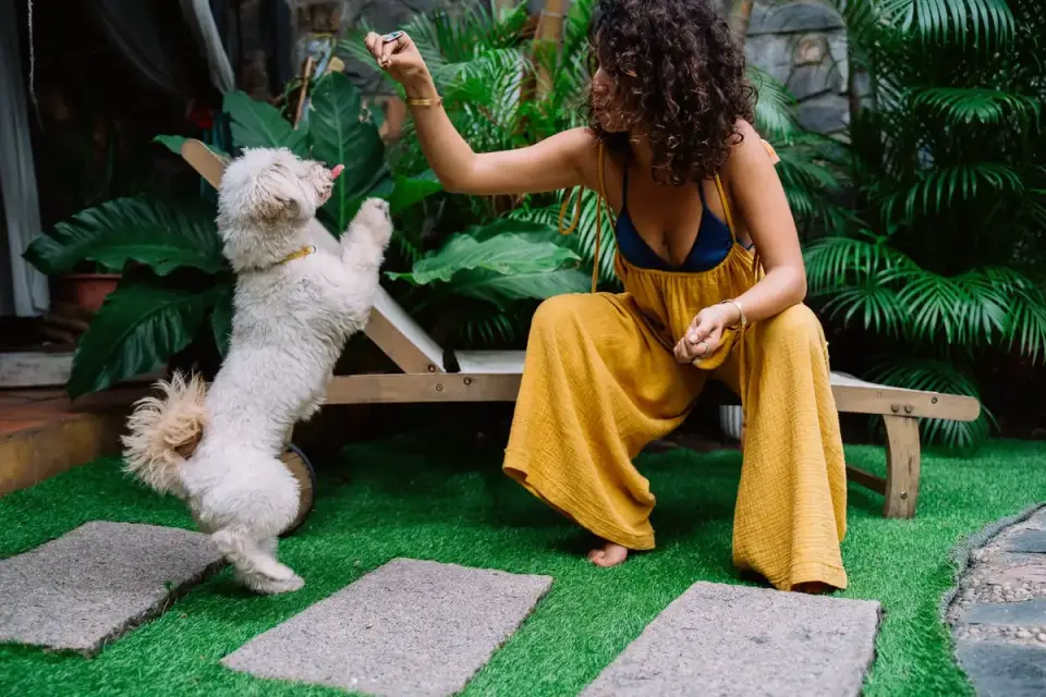 A woman kneeling to reward a puppy with a treat during a training session
