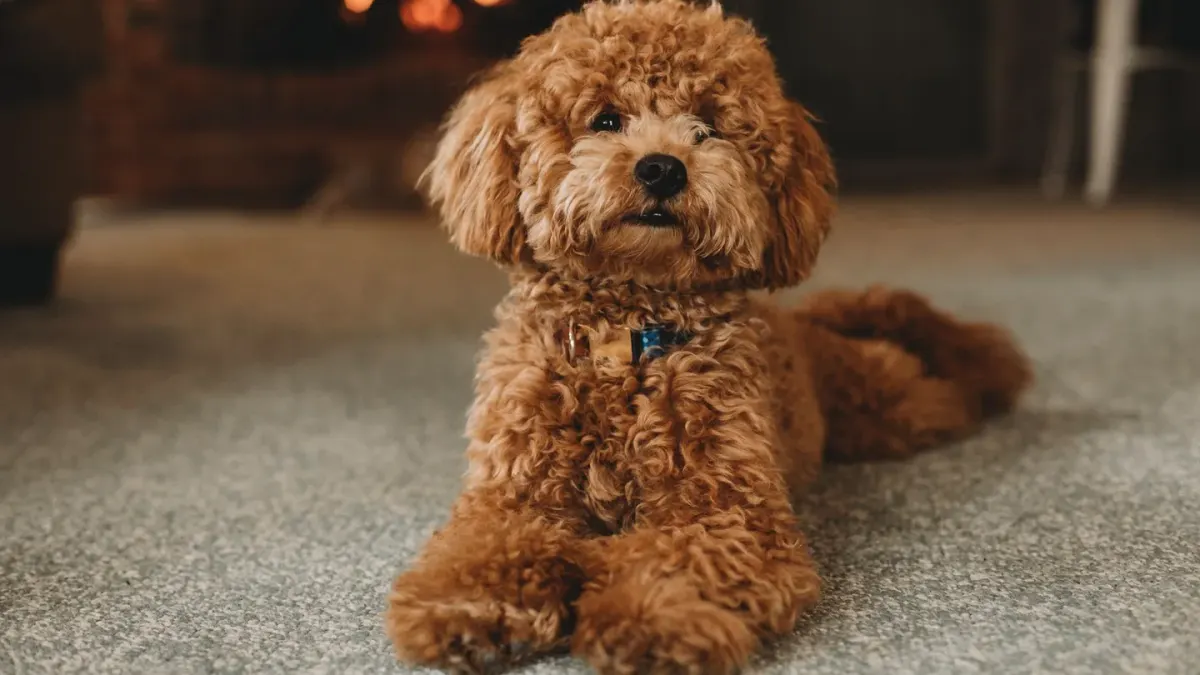 A woman sits on a living room floor petting a curly-coated poodle mix