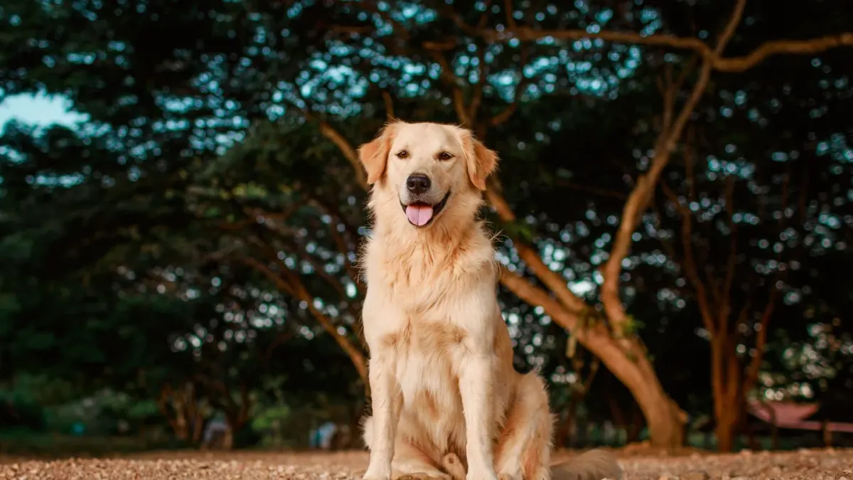 A yellow Labrador Retriever and a Golden Retriever sitting side by side on a lawn