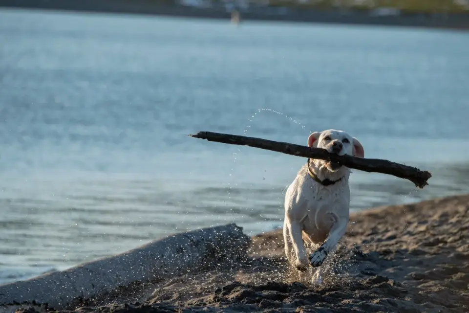 A yellow Labrador Retriever swimming and retrieving a toy in a lake