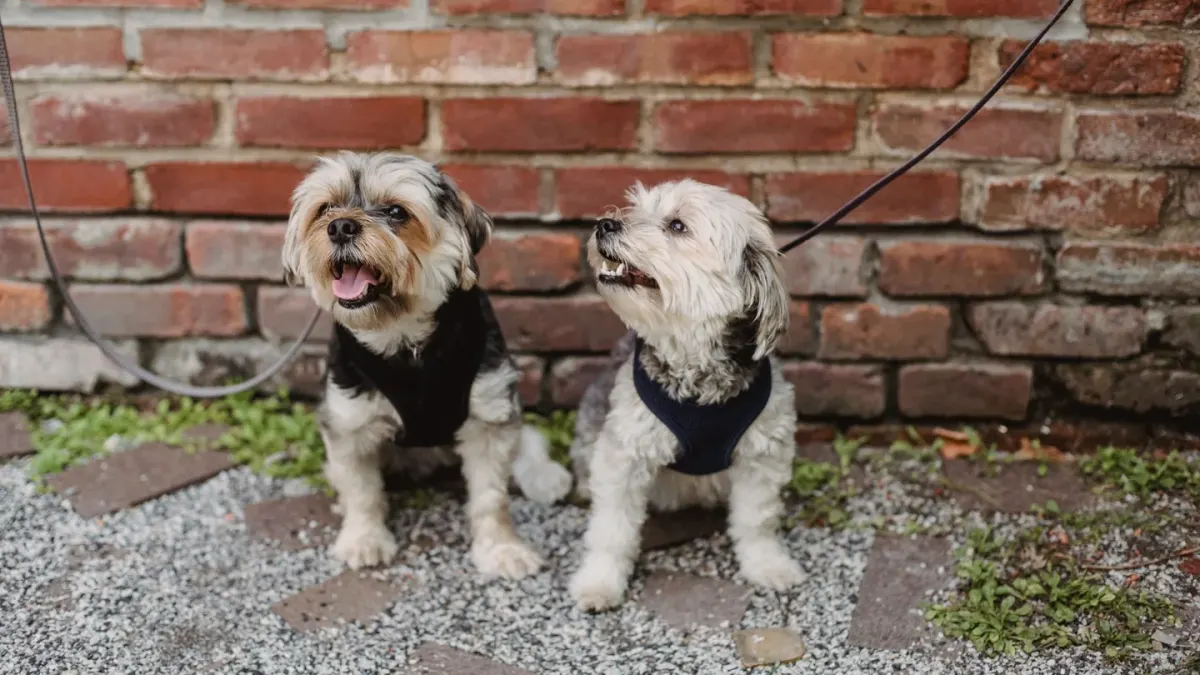A Yorkshire Terrier and a Maltese sitting side by side on a couch