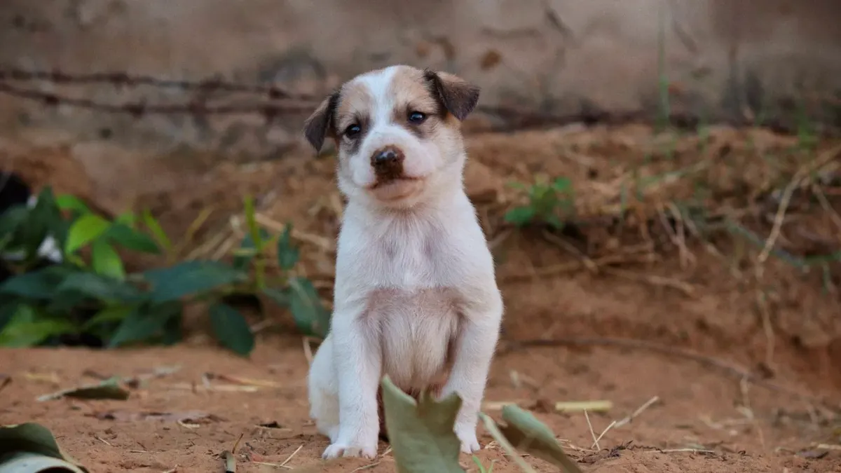 A young puppy sitting at an open door looking out toward a grassy yard