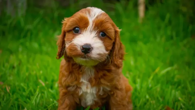 A young puppy sitting attentively on grass while looking up at its owner