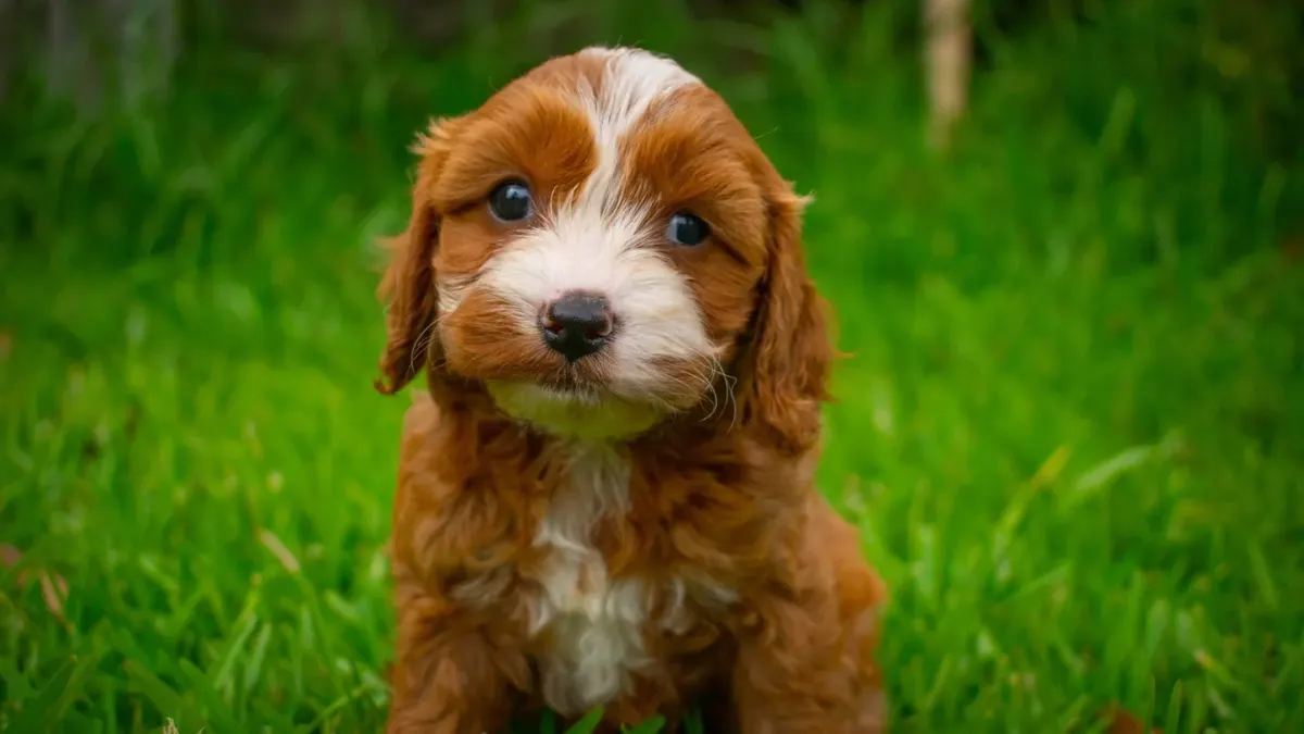 A young puppy sitting attentively on grass while looking up at its owner