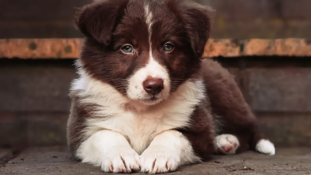 A young puppy sitting near an open door looking outside